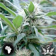 Seeds Of Africa Pondo Mystic AKA Apondo Mystic